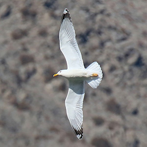 Caspian Gull